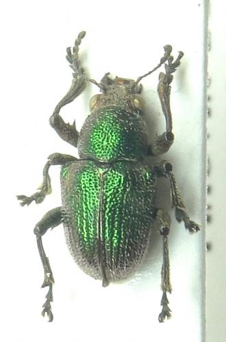 Pseudocolaspis sp.